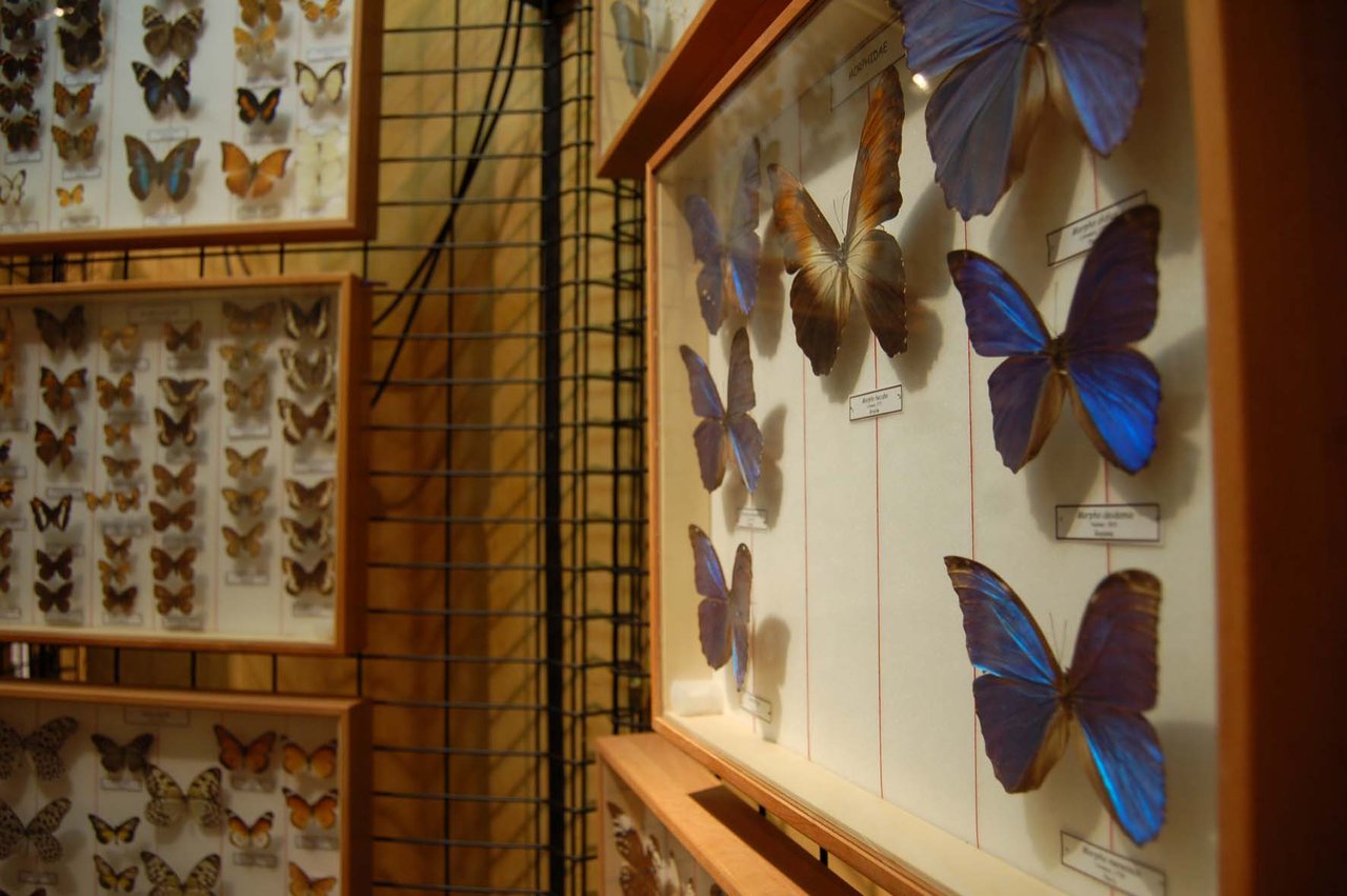 Collezione di Farfalle del Museo di Storia Naturale - Musei Macerata