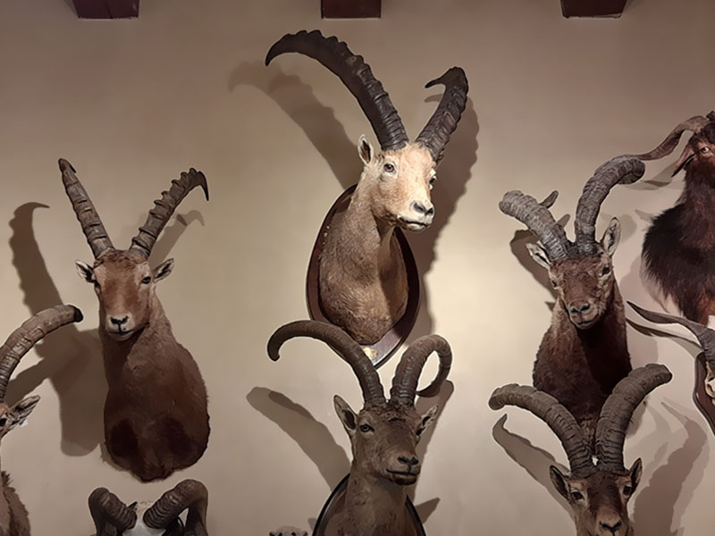 Esposizioni al Museo di Storia Naturale a Macerata - Musei Macerata