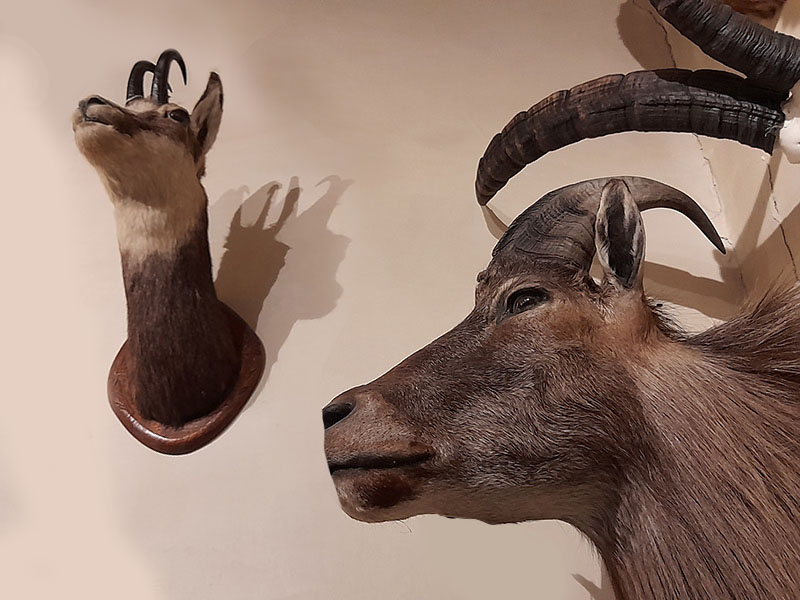 Esposizioni al Museo di Storia Naturale a Macerata - Musei Macerata